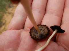 Psathyrella fusca