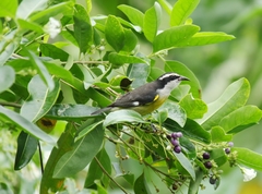 Coereba flaveola caboti