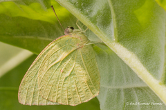 Catopsilia pyranthe