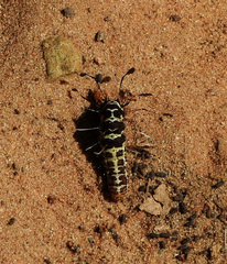 Rhanidophora