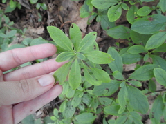 Rhododendron pilosum