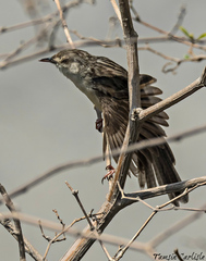 Prinia lepida