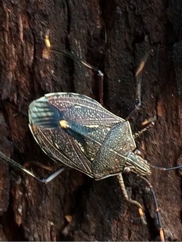 Gum Tree Shield Bug