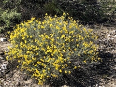 Psilostrophe cooperi