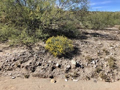 Psilostrophe cooperi