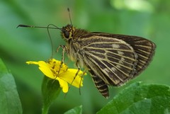 Callimormus interpunctata