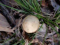 Zhuliangomyces illinitus