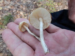 Zhuliangomyces illinitus