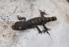 Mediodactylus orientalis