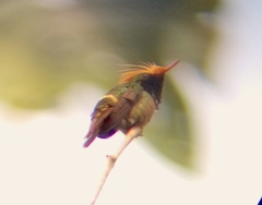 Lophornis delattrei image