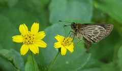 Callimormus interpunctata