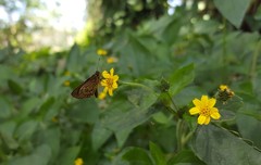 Callimormus interpunctata