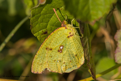 Catopsilia pyranthe