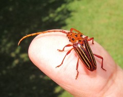 Chydarteres striatus