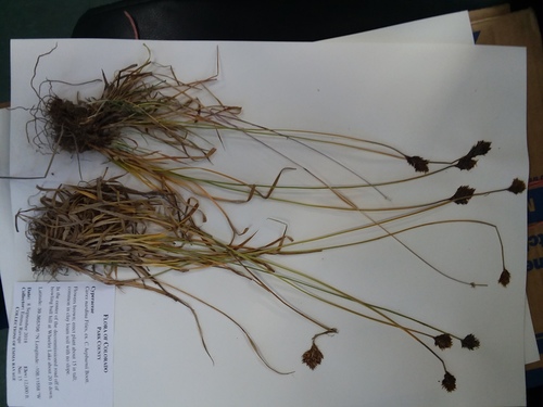 Arapaho sedge (Carex arapahoensis)