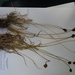 Carex arapahoensis - Photo (c) emmaravage, μερικά δικαιώματα διατηρούνται (CC BY-NC)