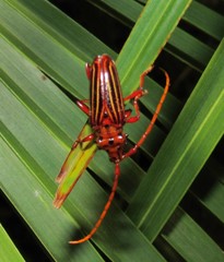 Chydarteres striatus