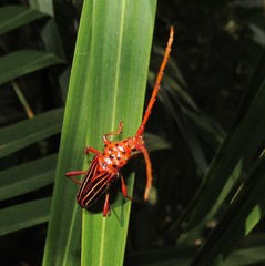 Chydarteres striatus