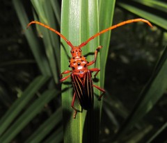 Chydarteres striatus