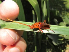 Chydarteres striatus