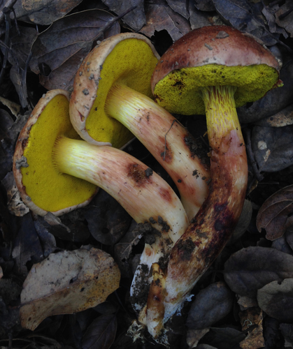 viscid bolete