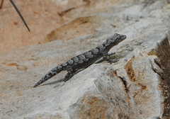 Mediodactylus orientalis