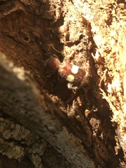 Enoclerus quadrisignatus