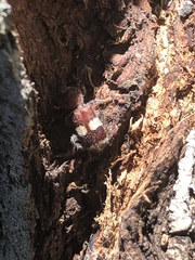 Enoclerus quadrisignatus