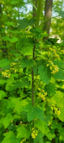 American Black Currant
