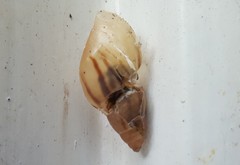 Drymaeus semistriatus