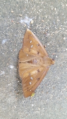 Dyscophellus ramusis astrapaeus