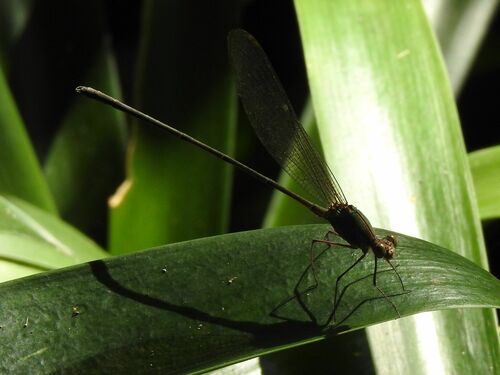 Glistening Demoiselle photo 5