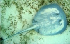 Chupare Stingray photo 3