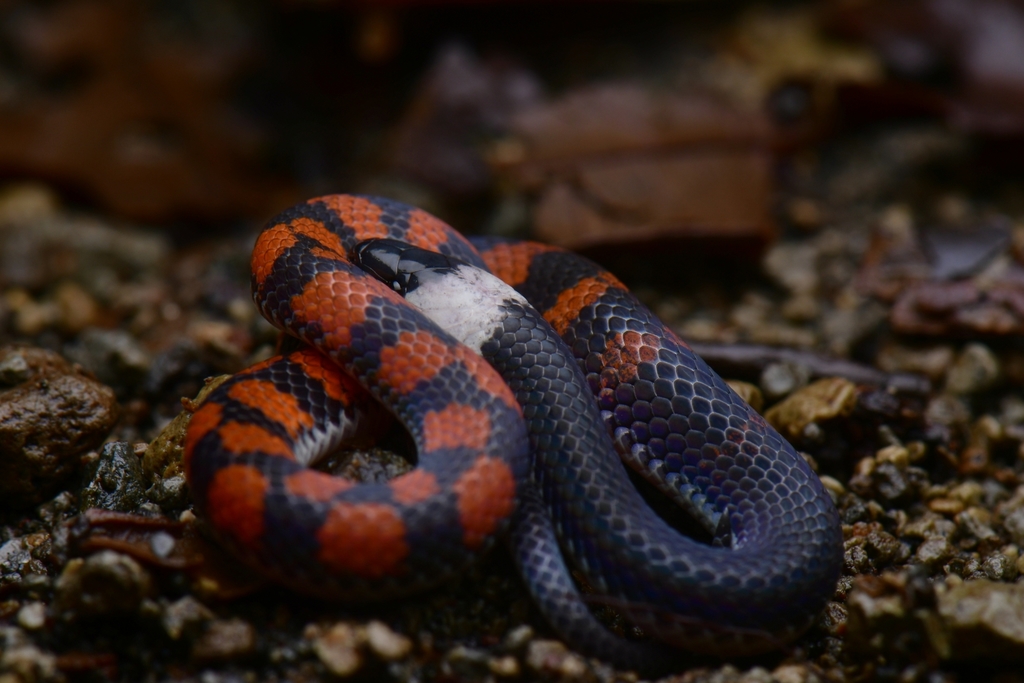 Colombian Earth Snake