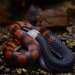 Gray Earth Snake - Photo (c) Félix Salazar, some rights reserved (CC BY-NC), uploaded by Félix Salazar