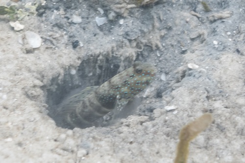 Pinkspotted shrimpgoby (Cryptocentrus cryptocentrus) — Gobiidae — 3