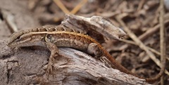 Sceloporus variabilis marmoratus