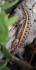 Sceloporus variabilis marmoratus