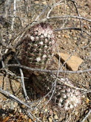 Echinocereus chisosensis