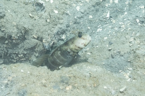 Pinkspotted shrimpgoby (Cryptocentrus cryptocentrus) — Gobiidae — 5