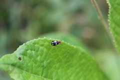 Gynandrobrotica lepida