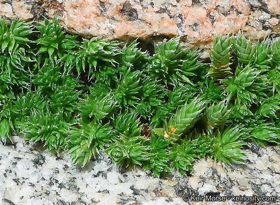 Selaginella asprella