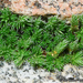 Bluish Spikemoss - Photo (c) 2012 Keir Morse, some rights reserved (CC BY-NC-SA)