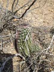 Echinocereus chisosensis