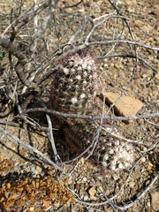 Echinocereus chisosensis