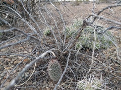 Echinocereus chisosensis
