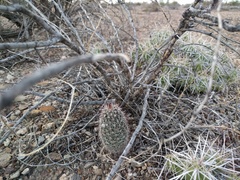 Echinocereus chisosensis