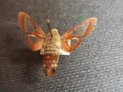 Hemaris gracilis
