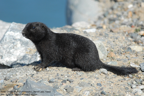 Arctic Ground Squirrel