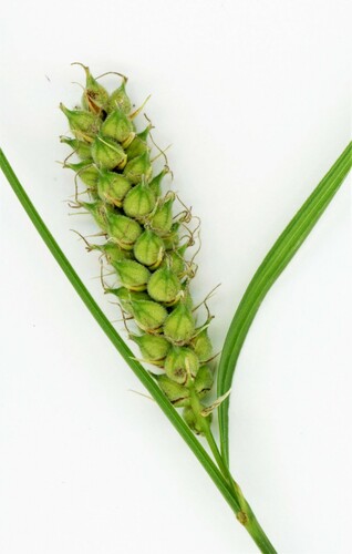 Carex pellita iNat (1)